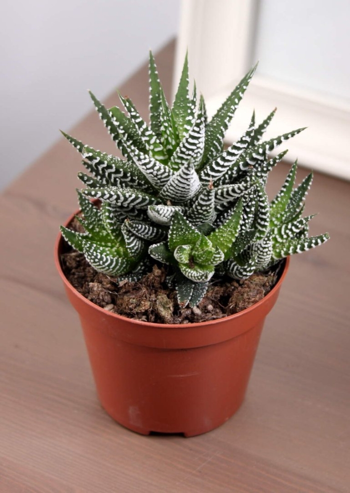 Суккулент алоэ хавортия