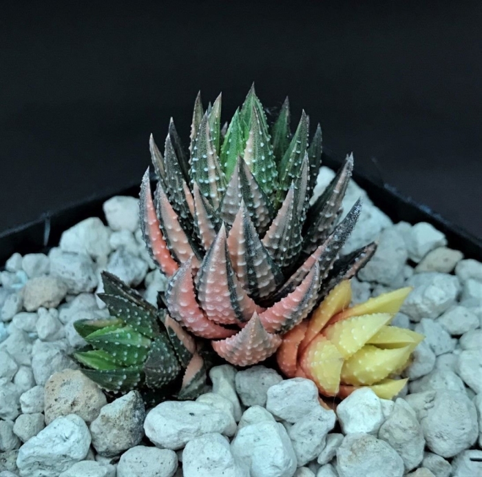 Хавортия альтима