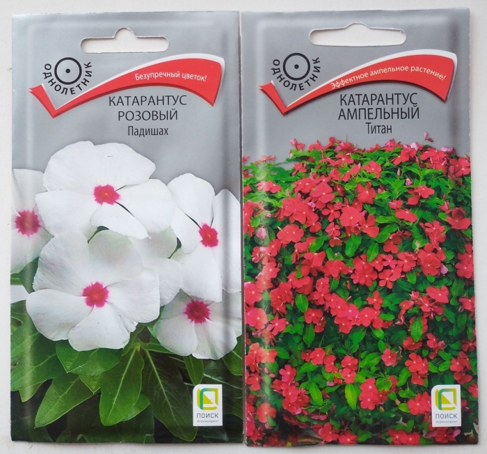 Катарантус ампельный атлант