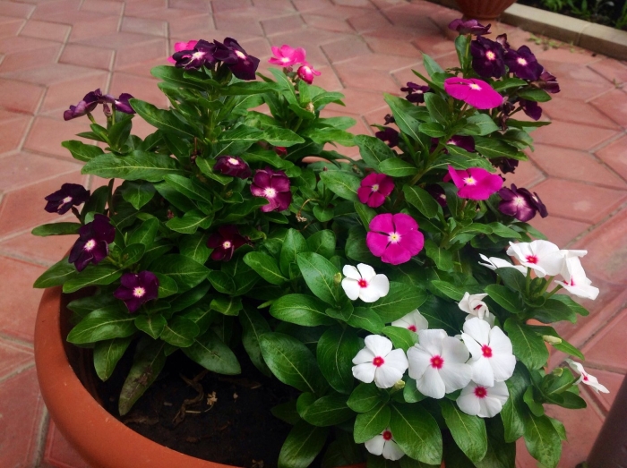 Катарантус грейп