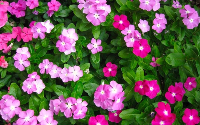 Барвинок травянистый