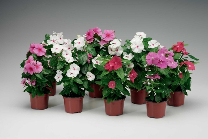 Катарантус ампельный медитерранеан