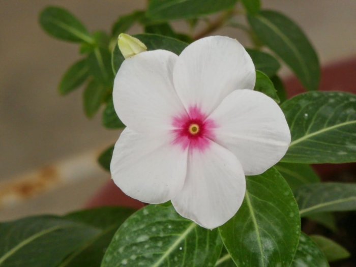 Катарантус медитерранеан