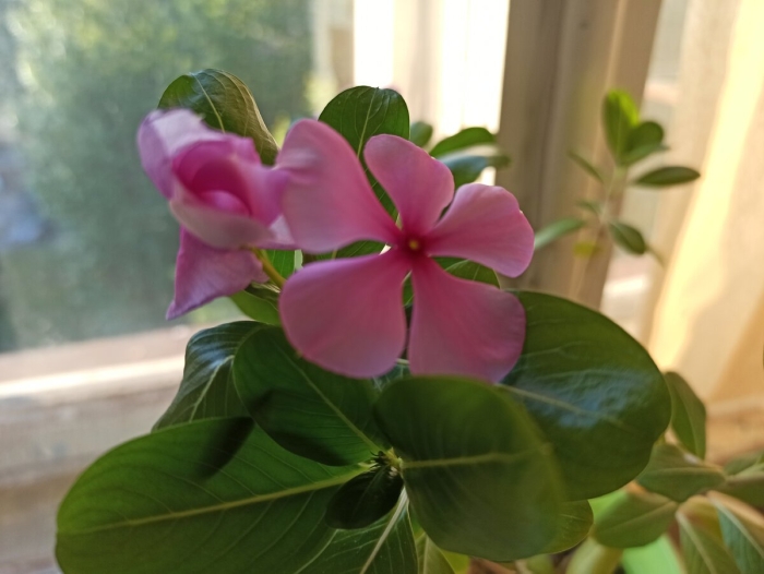 Цветок катарантус