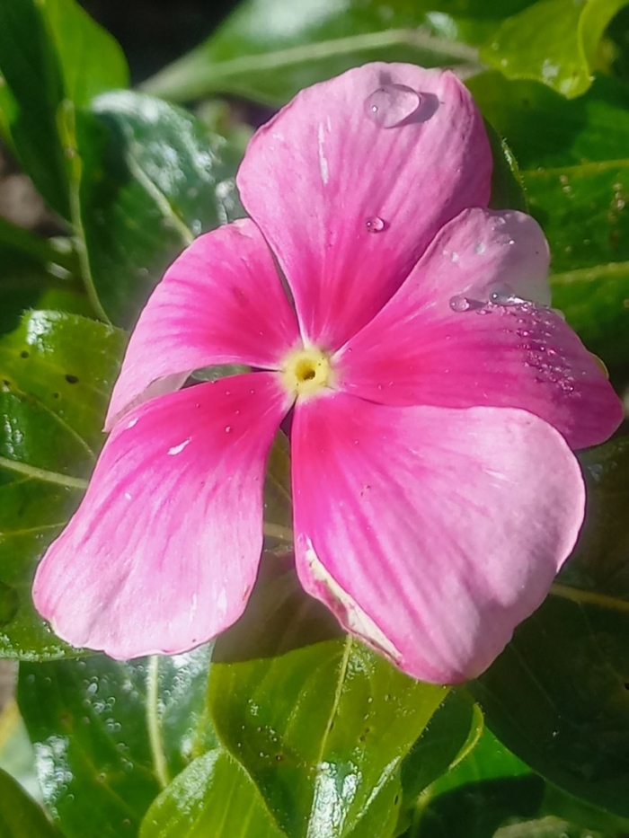 Цветок барвинок