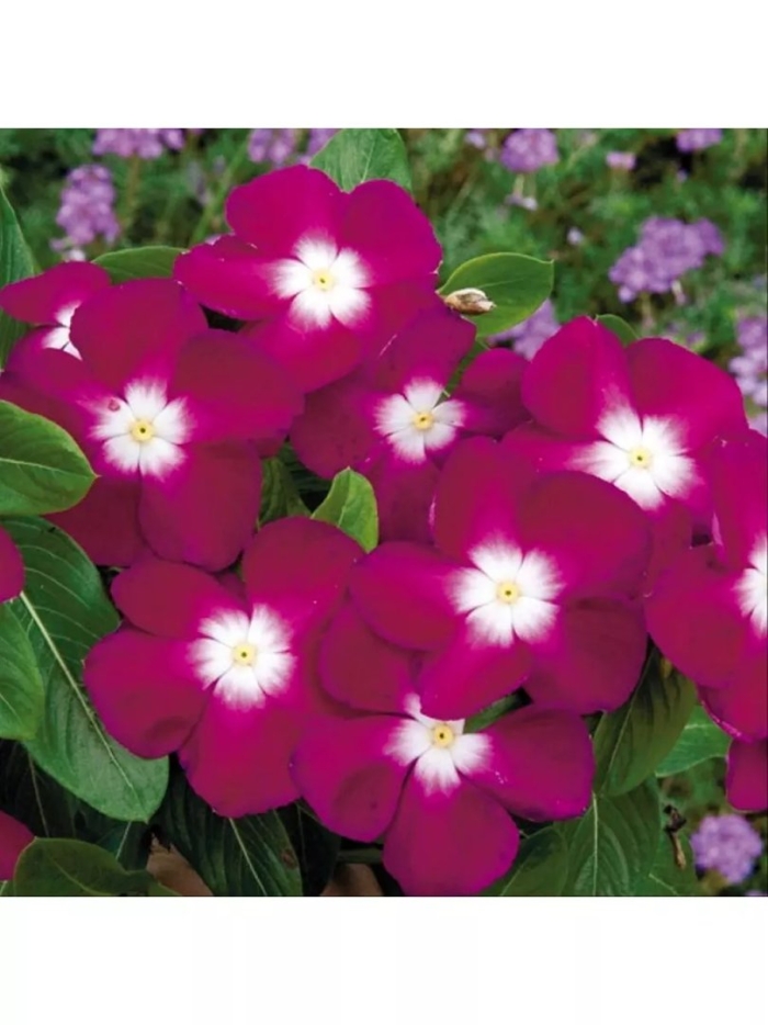 Катарантус бургунди хало