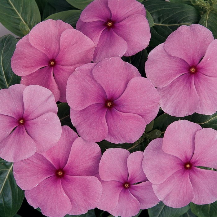 Катарантус титан