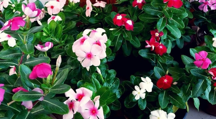 Бальзамин катарантус