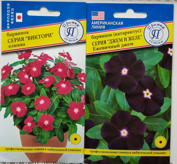 Катарантус ежевичный джем