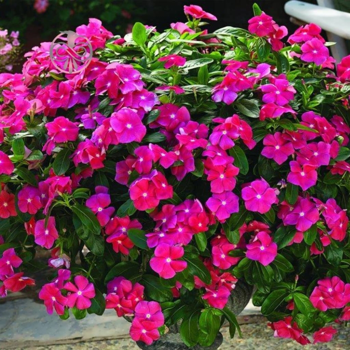 Новогвинейский бальзамин