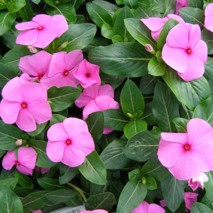 Катарантус пацифика микс