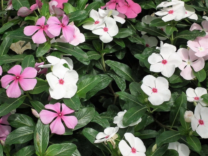 Катарантус хитвейв пепперминт