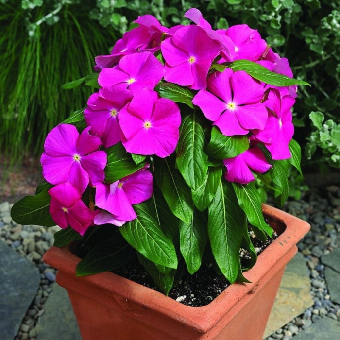 Катарантус розовый