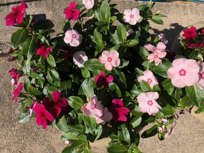 Катарантус комнатный