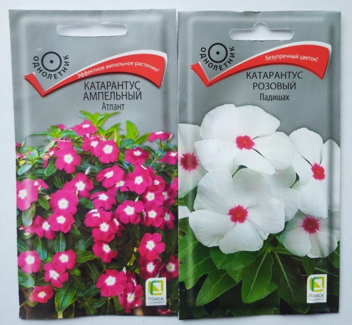 Ампельный катарантус