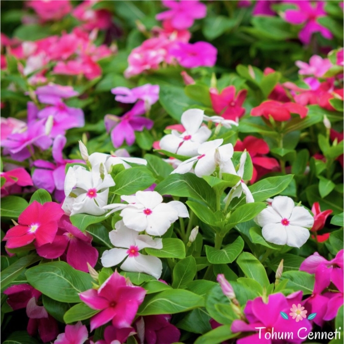 Барвинок катарантус