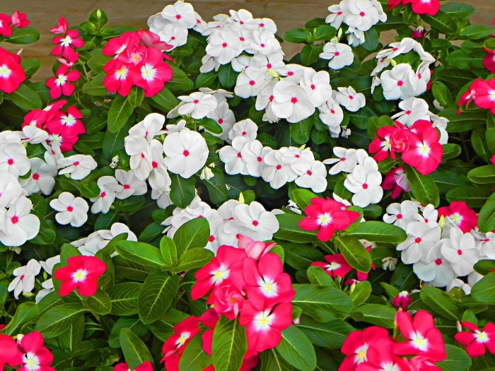 Неприхотливые цветы