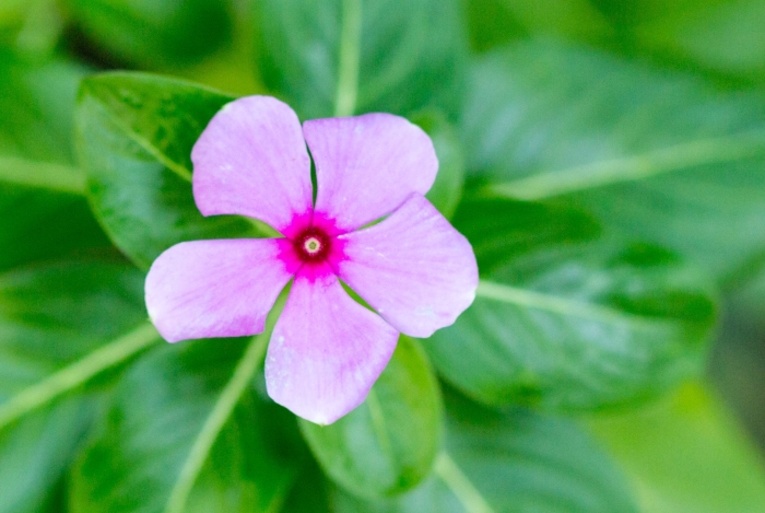Catharanthus roseus