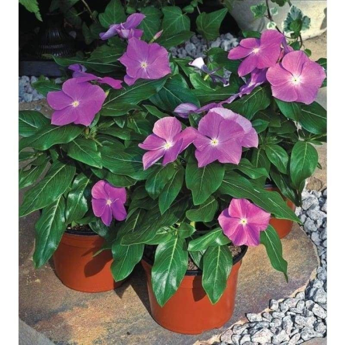 Катарантус саншторм