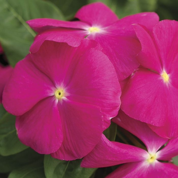 Катарантус роуз хало