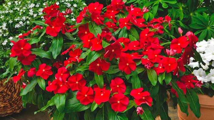 Ампельный катарантус