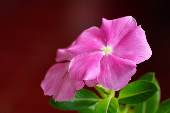 Катарантус розовый