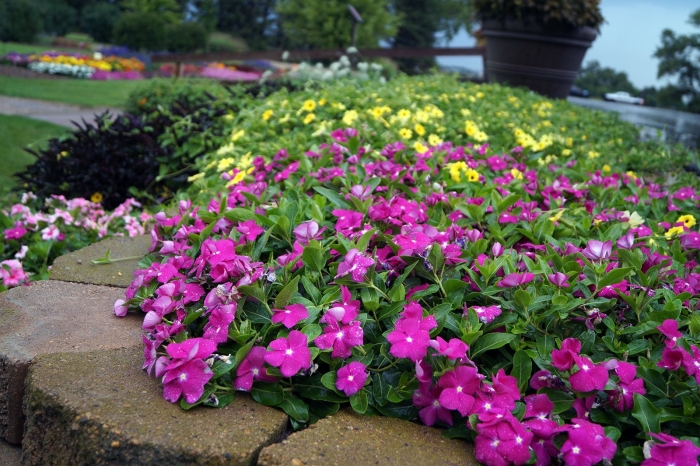 Катарантус на клумбе