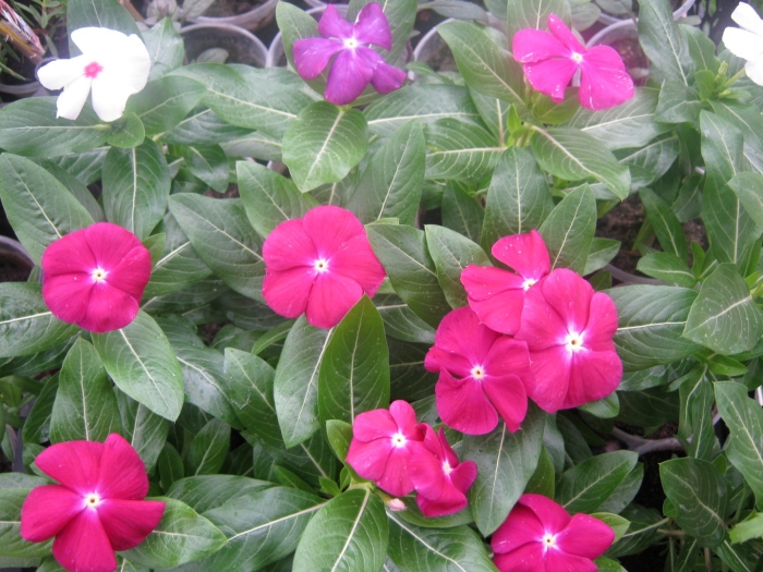 Катарантус пацифика