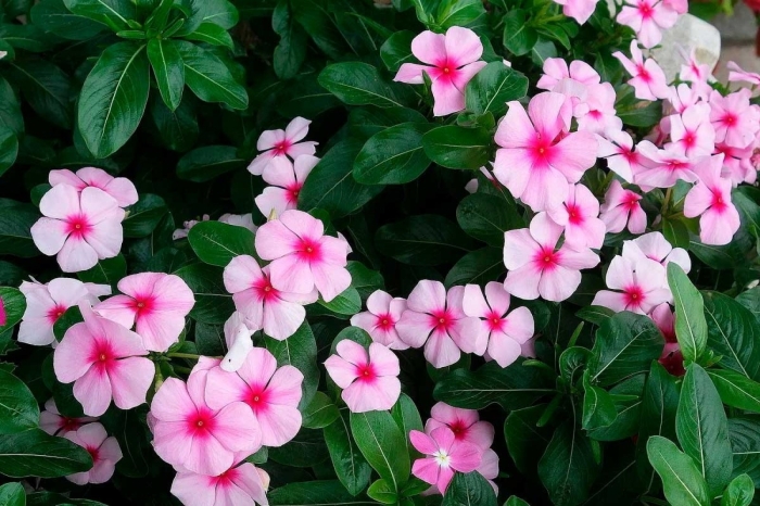 Катарантус ампельный