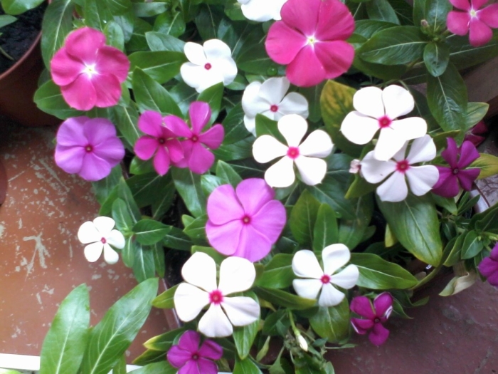 Бальзамин катарантус