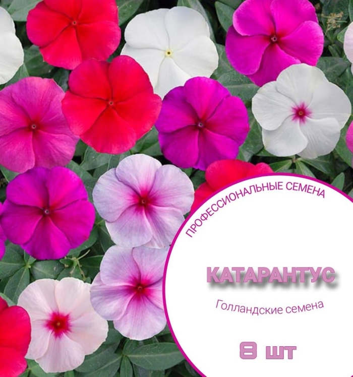 Катарантус ампельный медитерранеан микс