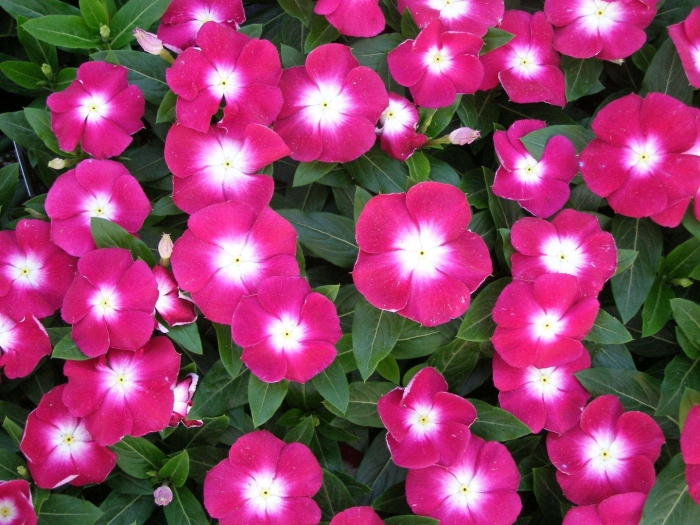 Катарантус полька