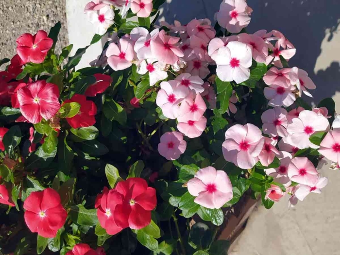 Катарантус ампельный медитерранеан