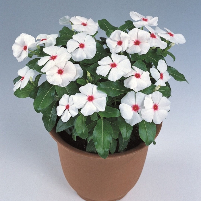 Барвинок виктори яркие очи