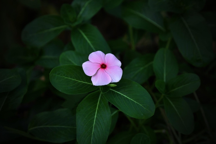 Барвинок розовый