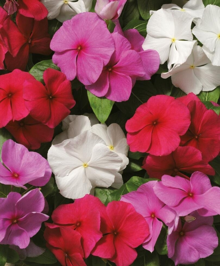 Катарантус пацифика смесь