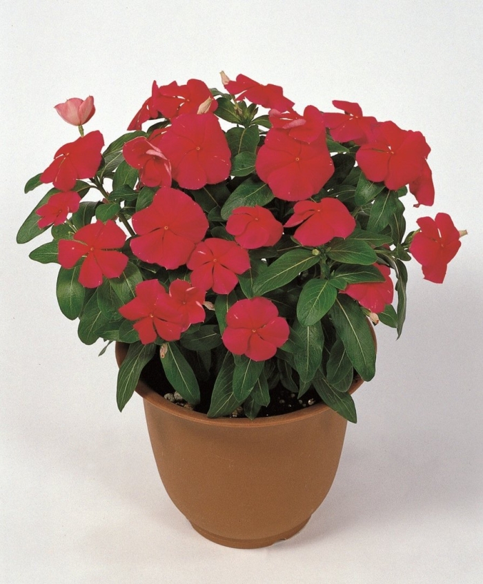 Бальзамин новогвинейский