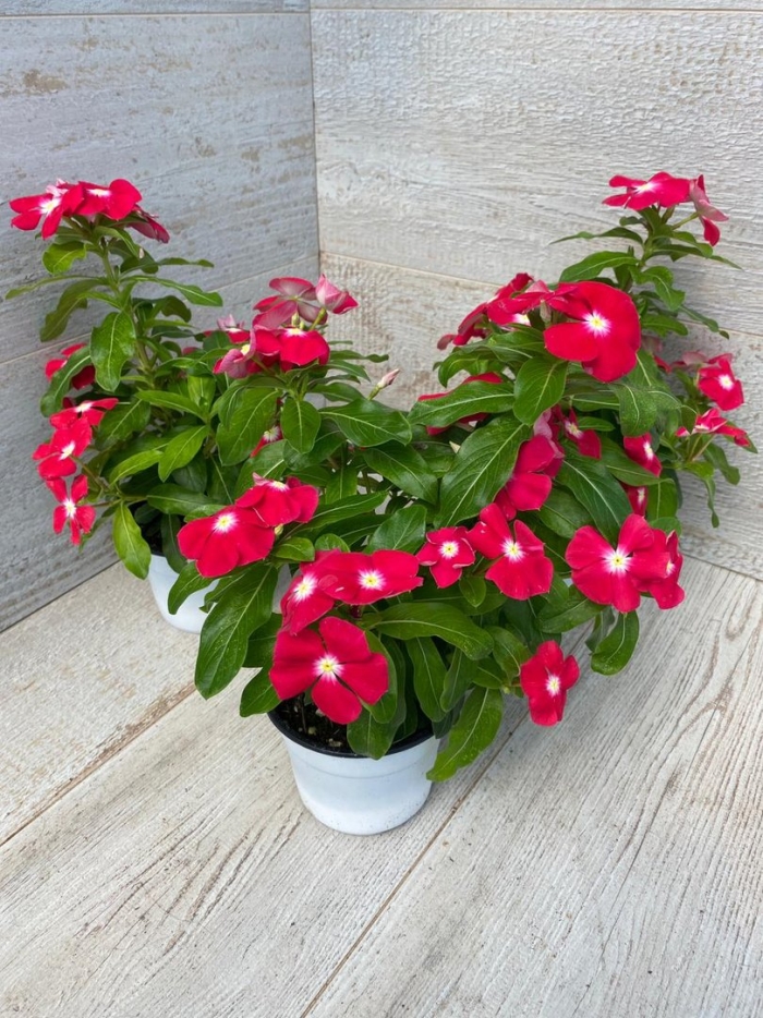 Катарантус виктори парпл