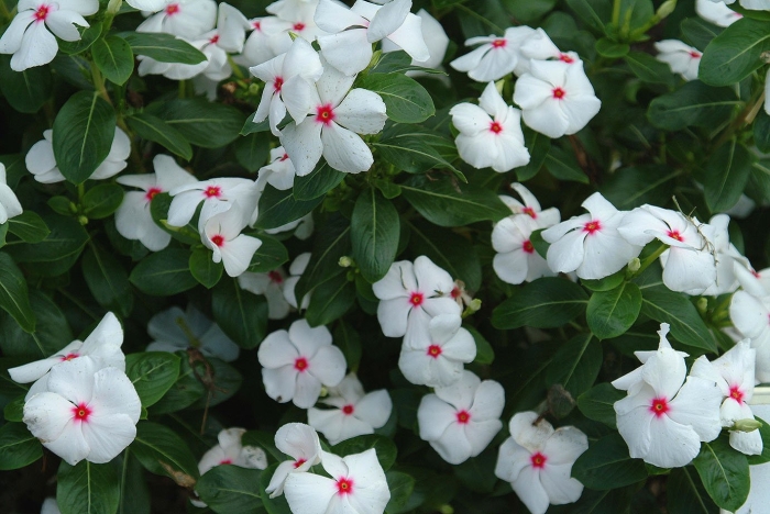 Катарантус розовый казанова