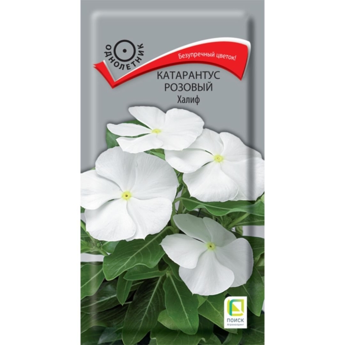 Катарантус хитвейв белый