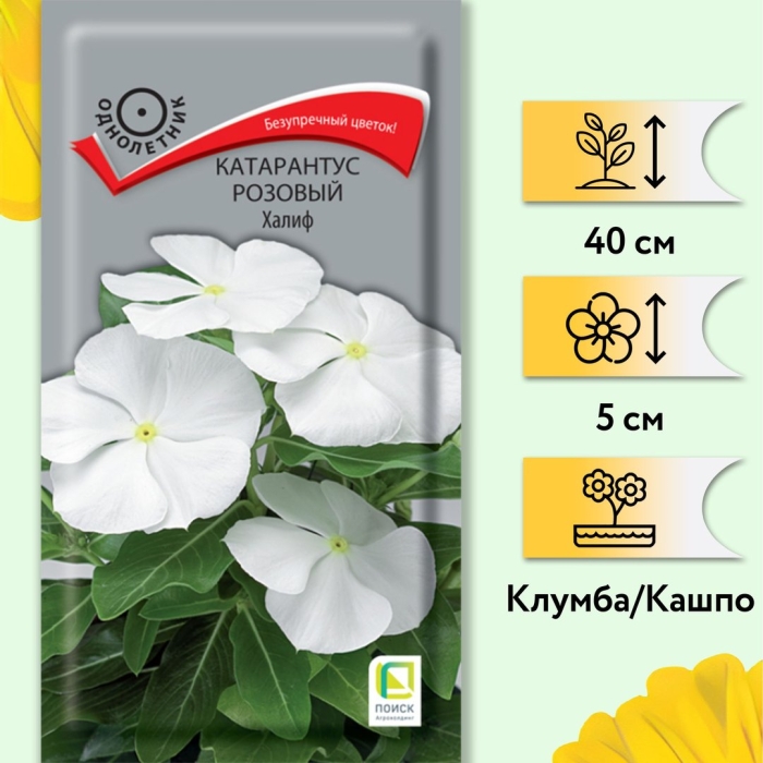 Катарантус розовый халиф