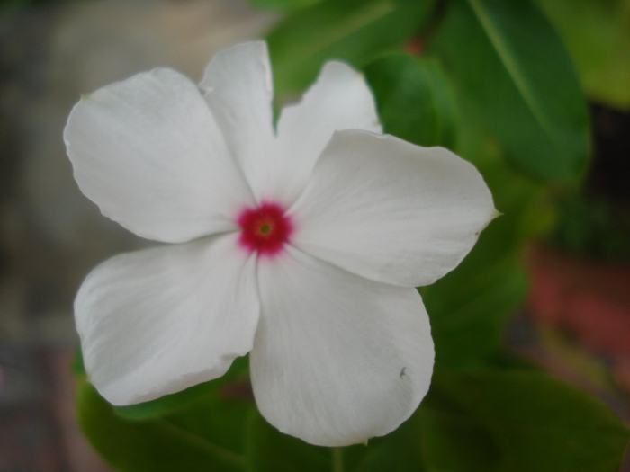 Катарантус белый