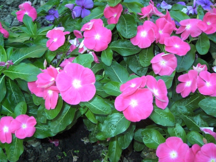 Барвинок или катарантус