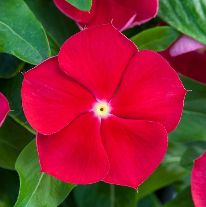 Катарантус пацифика реалли ред