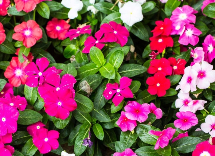 Катарантус розовый