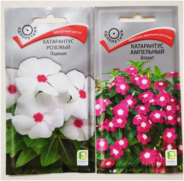 Катарантус ампельный атлант