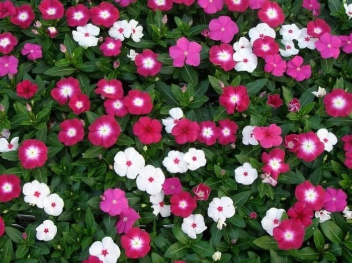 Барвинок катарантус