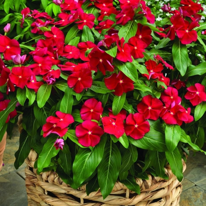 Цветок катарантус