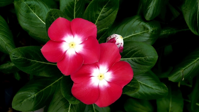 Катарантус бургунди хало