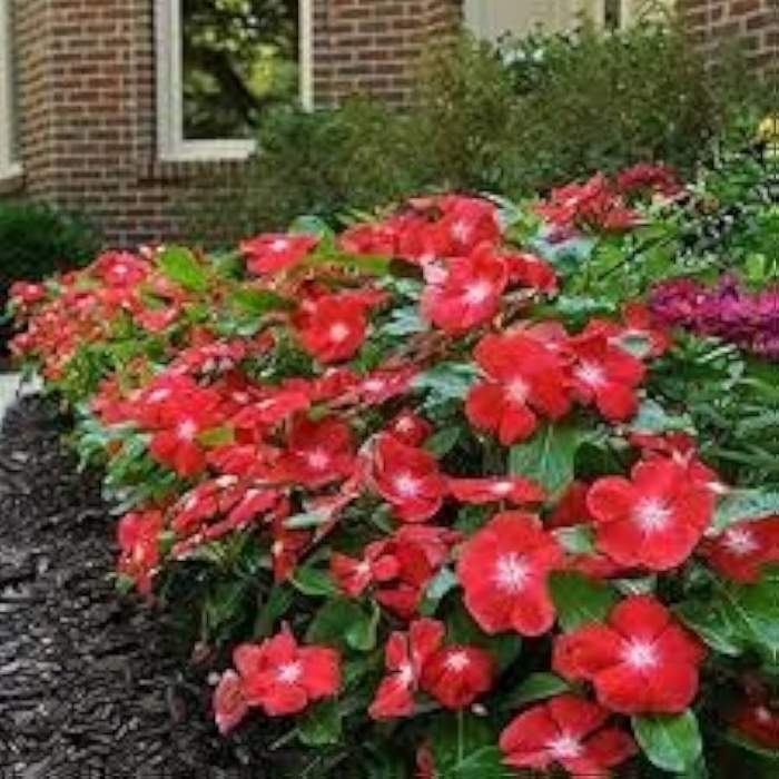 Катарантус пацифика оранж